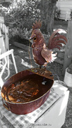 5th Sep 2022 - A Rooster Water Fountain