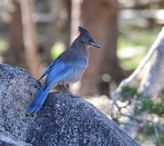 6th Aug 2022 - Stellar Jay