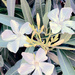Oleander by joysfocus