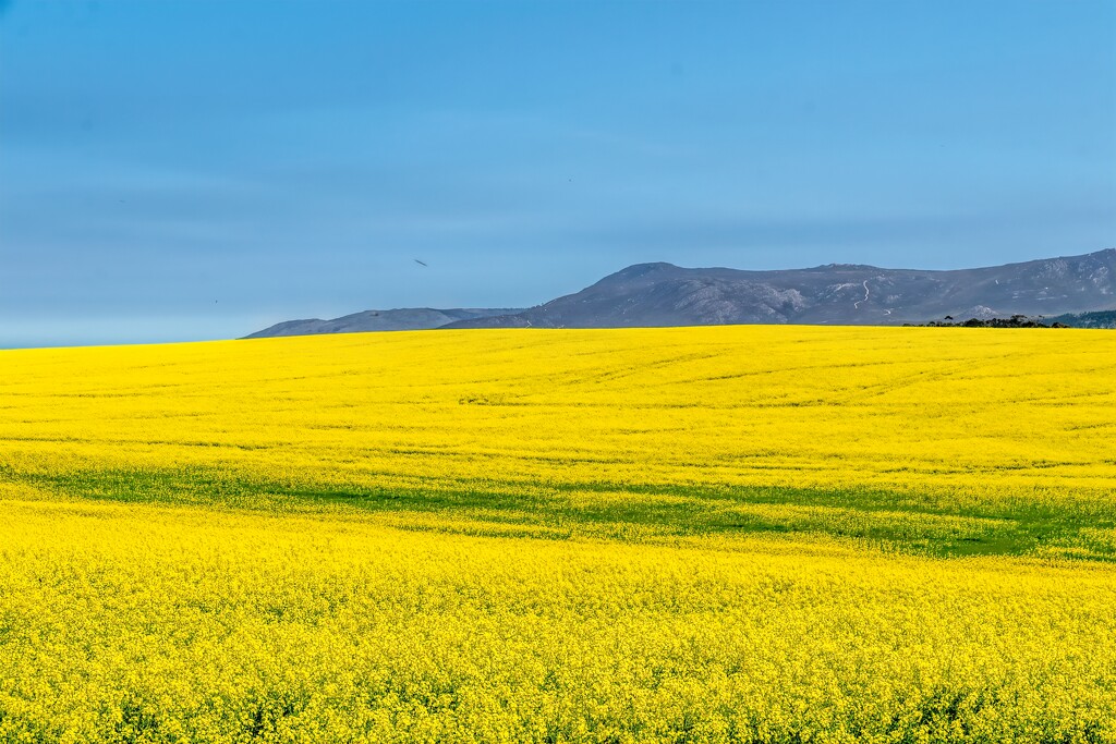  Canola  as far as the eye could see by ludwigsdiana