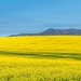  Canola  as far as the eye could see by ludwigsdiana