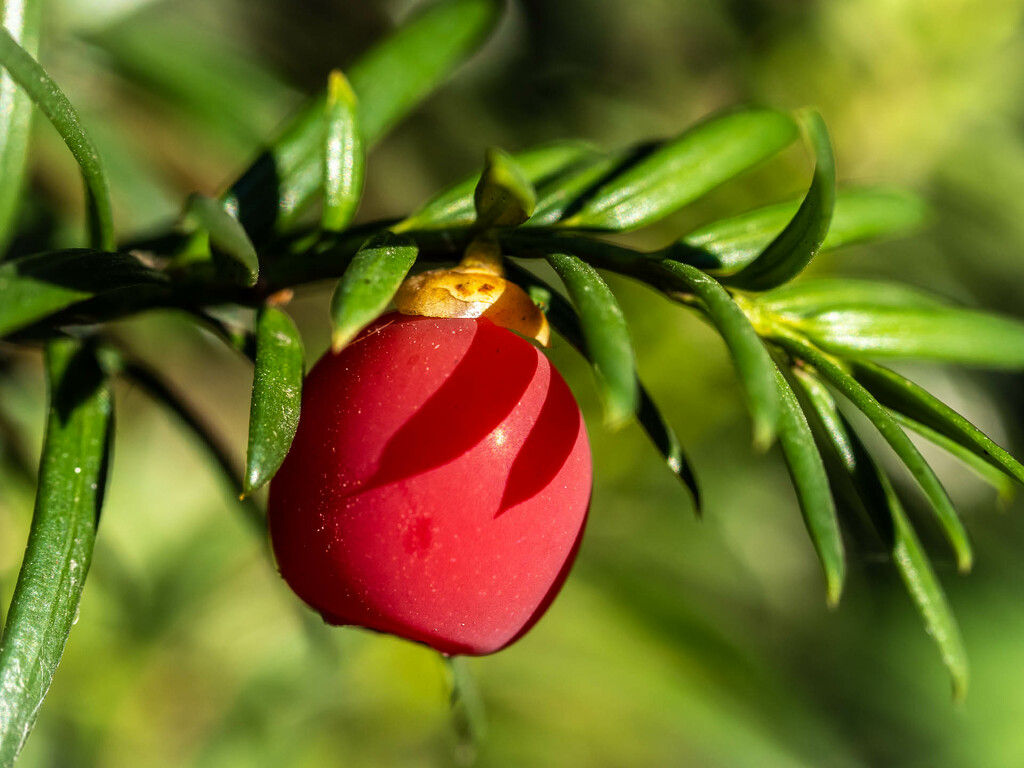 Red berry by haskar