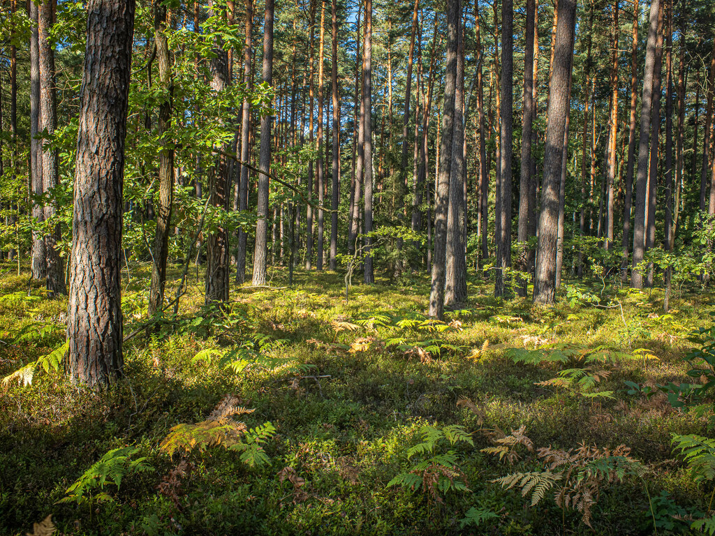 The pine forest by haskar