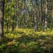 The pine forest by haskar