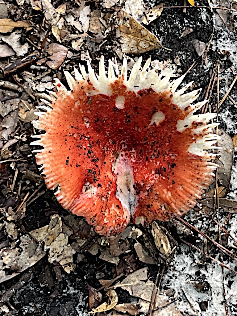 Bizarre mushroom after heavy rains last week by congaree