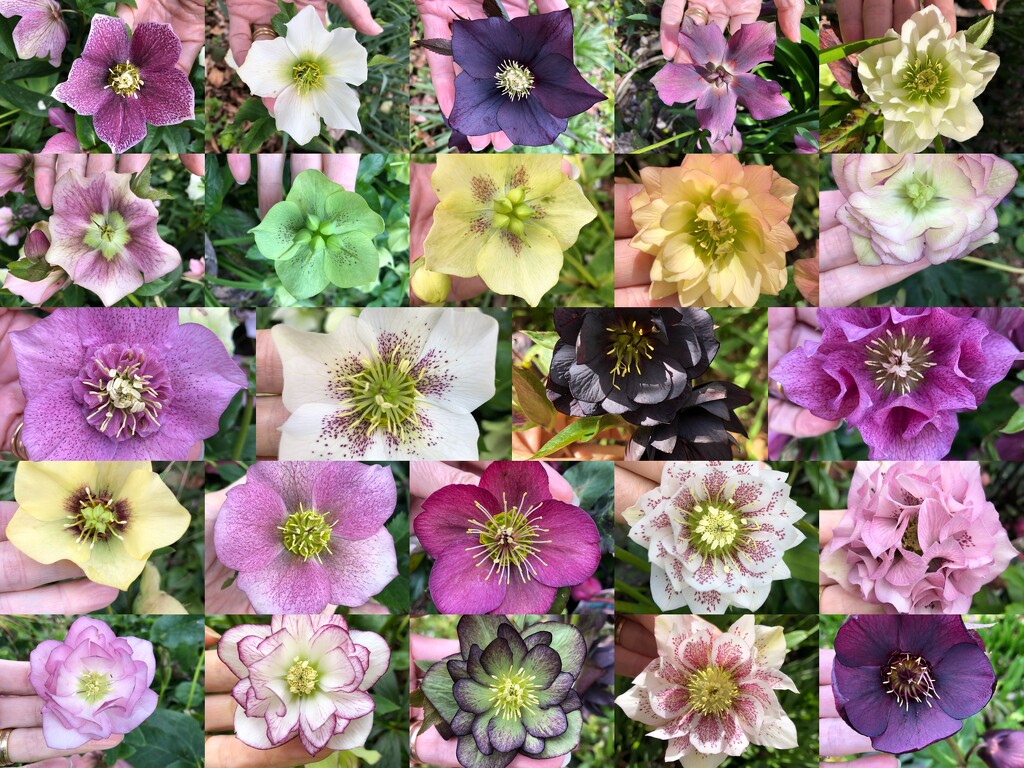 My hellebores by pusspup