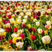 Tulips From Auckland by julzmaioro
