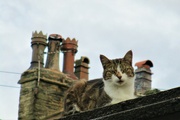 6th Sep 2022 - Chimney pots and tabby cat.