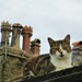 Chimney pots and tabby cat. by grace55
