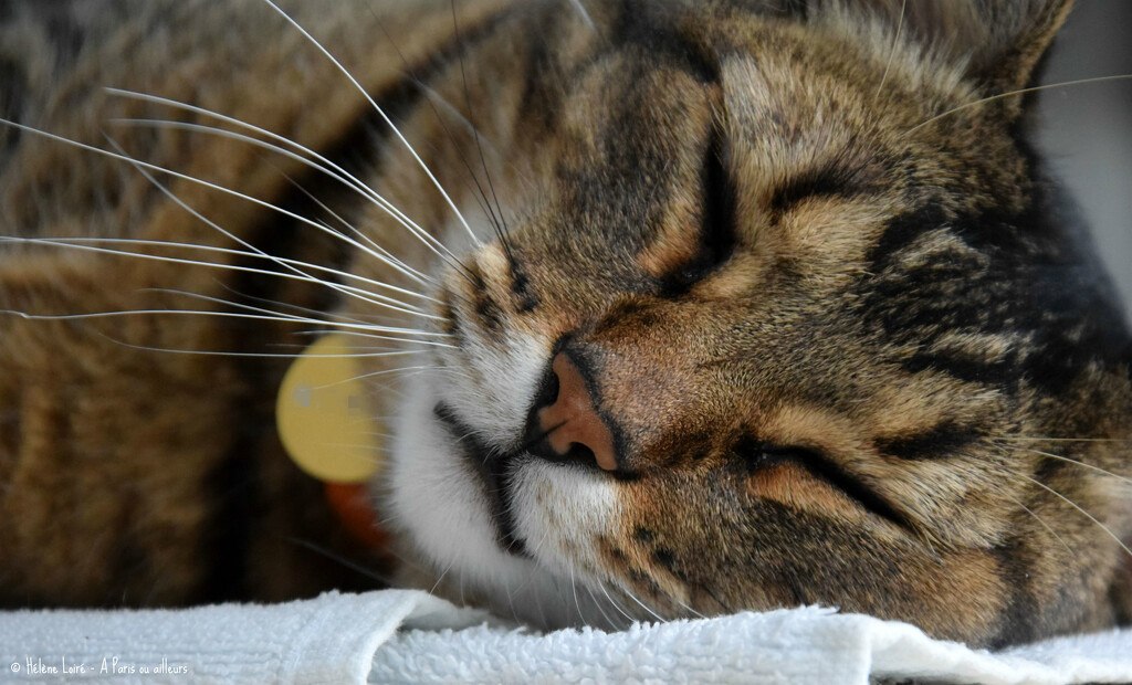 the cat who would like to sleep peacefully by parisouailleurs