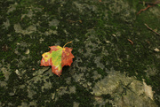 5th Sep 2022 - The leaves are changing