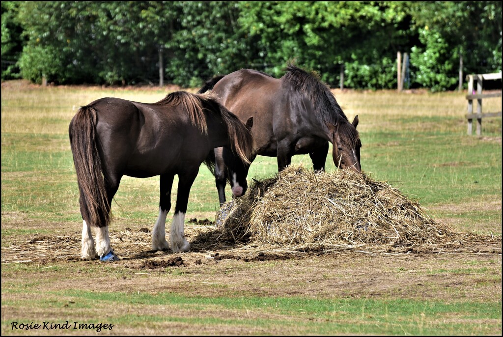 Munching on hay by rosiekind