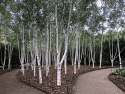 6th Sep 2022 - Trees at Anglesey Abbey