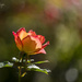 Rose and Bokeh by jgpittenger
