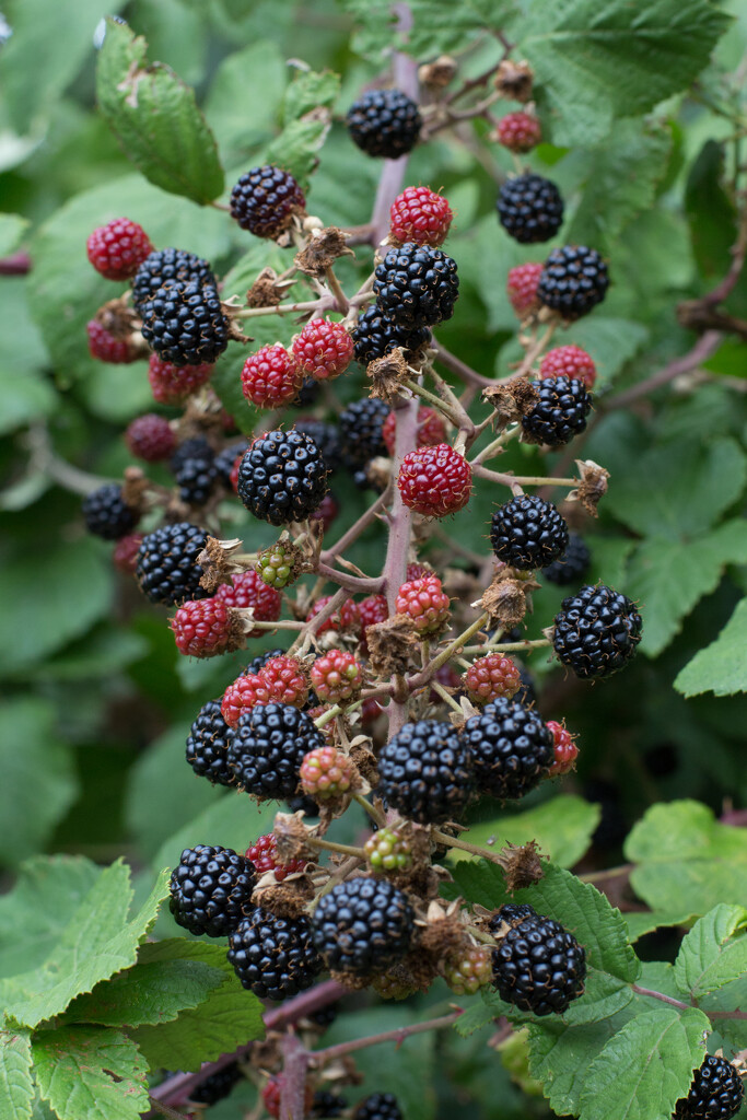Blackberries nf4 by busylady