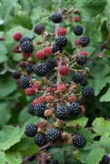 6th Sep 2022 - Blackberries nf4