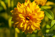 6th Sep 2022 - Yellow flower