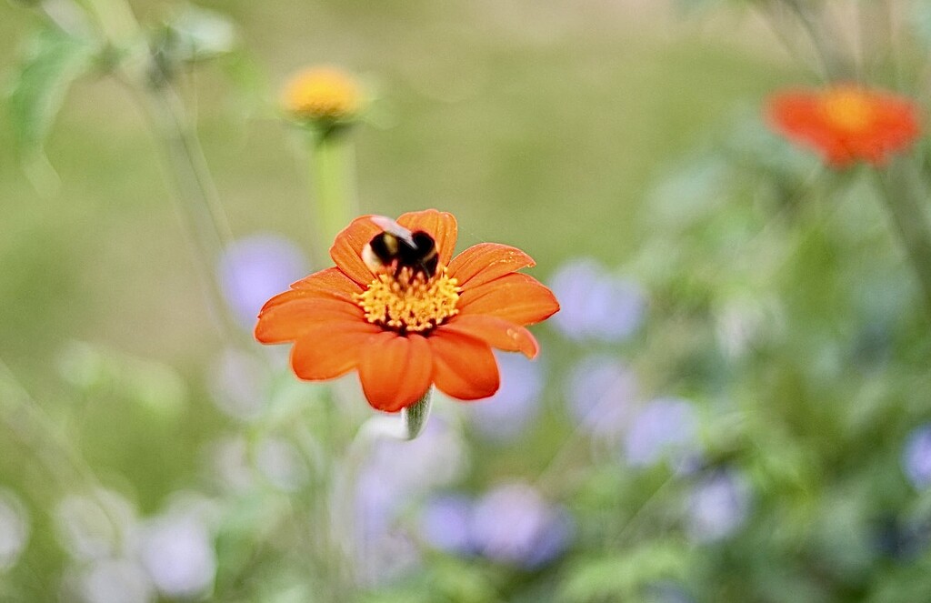 Pollinator  by carole_sandford