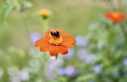 6th Sep 2022 - Pollinator 