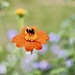 Pollinator  by carole_sandford