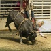 LHG_6202Brutal Bull Ride by rontu