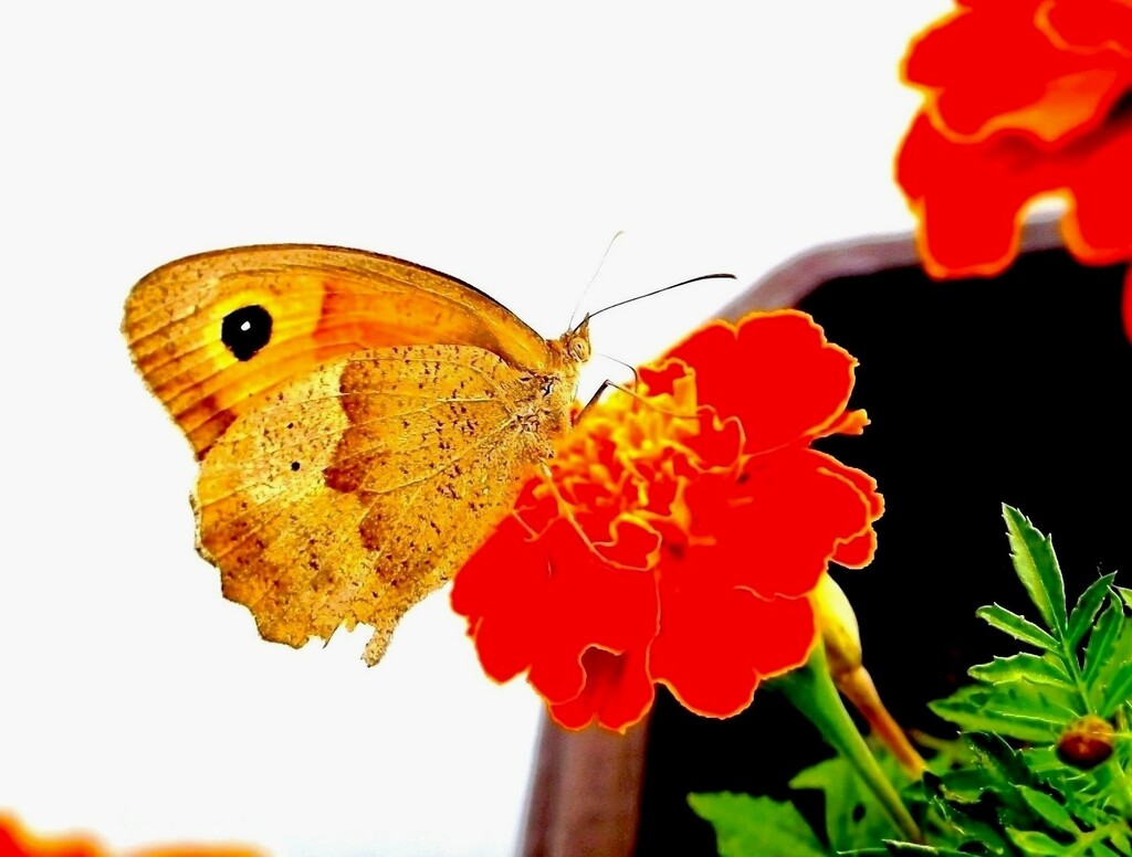Leptir na cvijetu by vesna0210