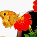 Leptir na cvijetu by vesna0210