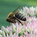 Summer pollen gathering by larrysphotos