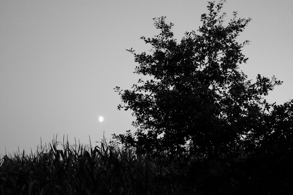 Moon, maize & tree... by vignouse