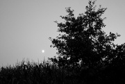 6th Sep 2022 - Moon, maize & tree...