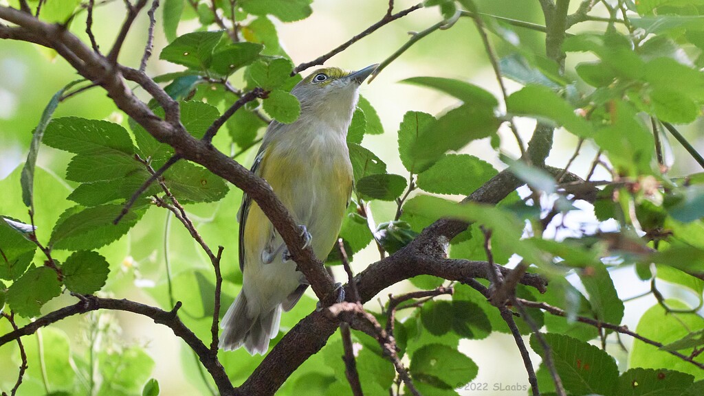 248-365 white-eyed vireo by slaabs