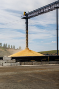 14th Aug 2022 - Palouse: Grain Depositing
