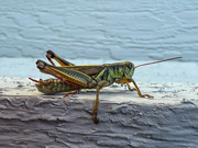 6th Sep 2022 - grasshopper