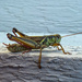 grasshopper by kwind