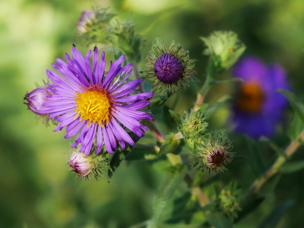 Aster dreams by ljmanning