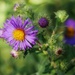 Aster dreams by ljmanning