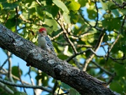 6th Sep 2022 - Young Red-bellied Woodpecker