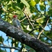 Young Red-bellied Woodpecker by ljmanning