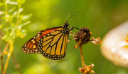 6th Sep 2022 - One More Monarch Butterfly!