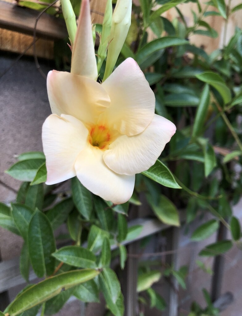 Apricot Mandevilla  by loweygrace