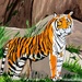 Tiger painting  by stuart46