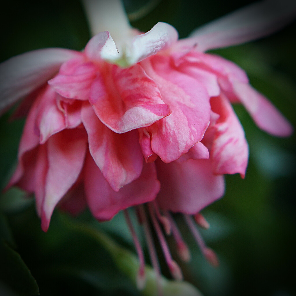 rose pink fuchsia... by quietpurplehaze