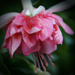 rose pink fuchsia...