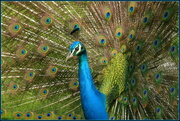 7th Sep 2022 - Pretty as a peacock
