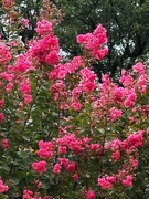 7th Sep 2022 - The Crepe Myrtles loved the rain