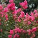 The Crepe Myrtles loved the rain