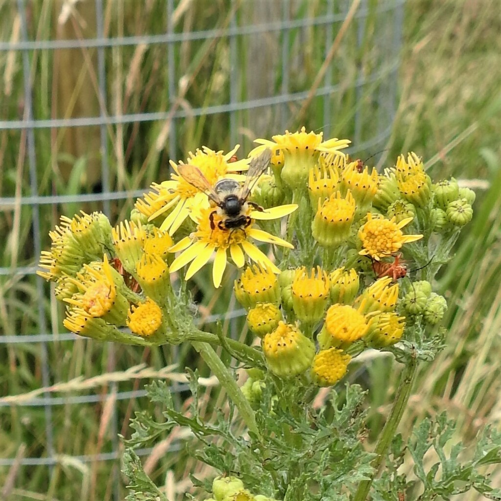 insects on Ragwort by oldjosh