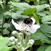26th Aug 2022 - White-tailed Bee