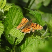 25th Aug 2022 - Comma Butterfly