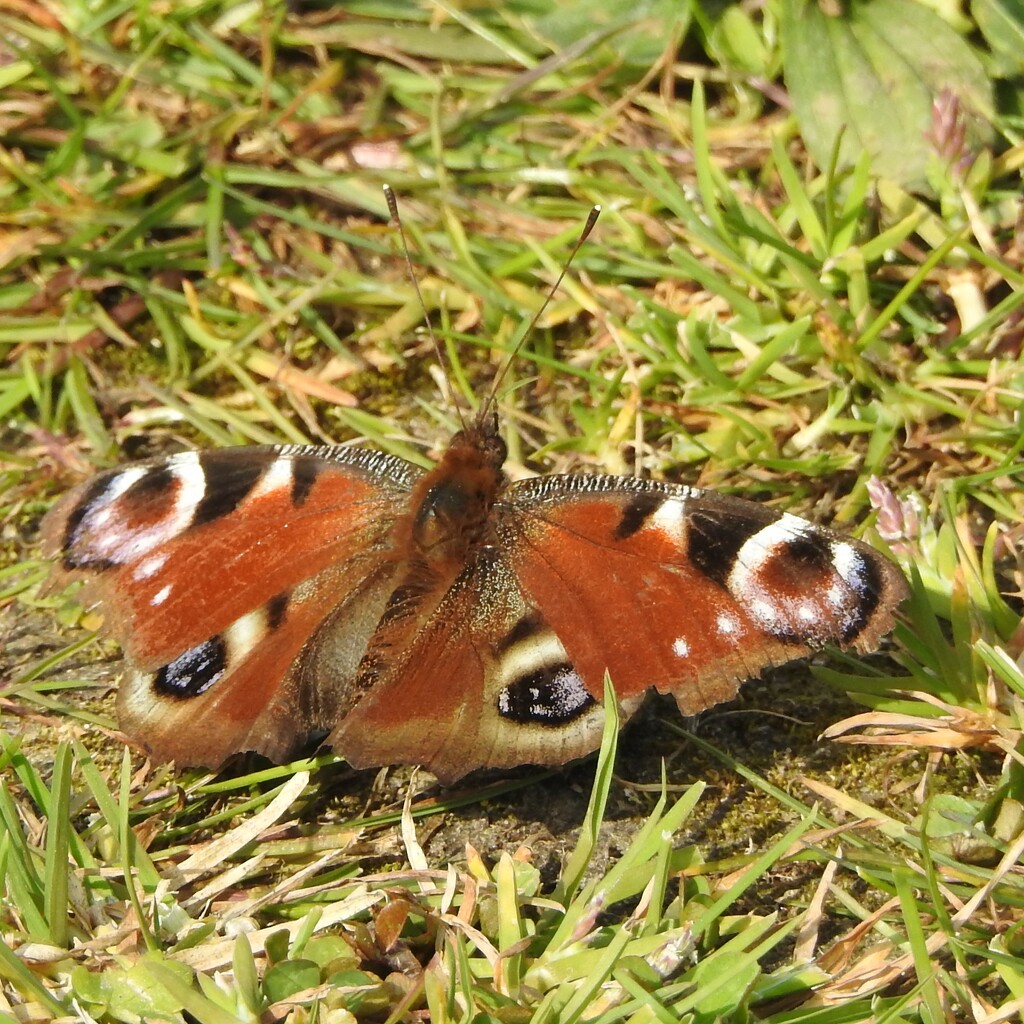 Peacock  Butterfly by oldjosh